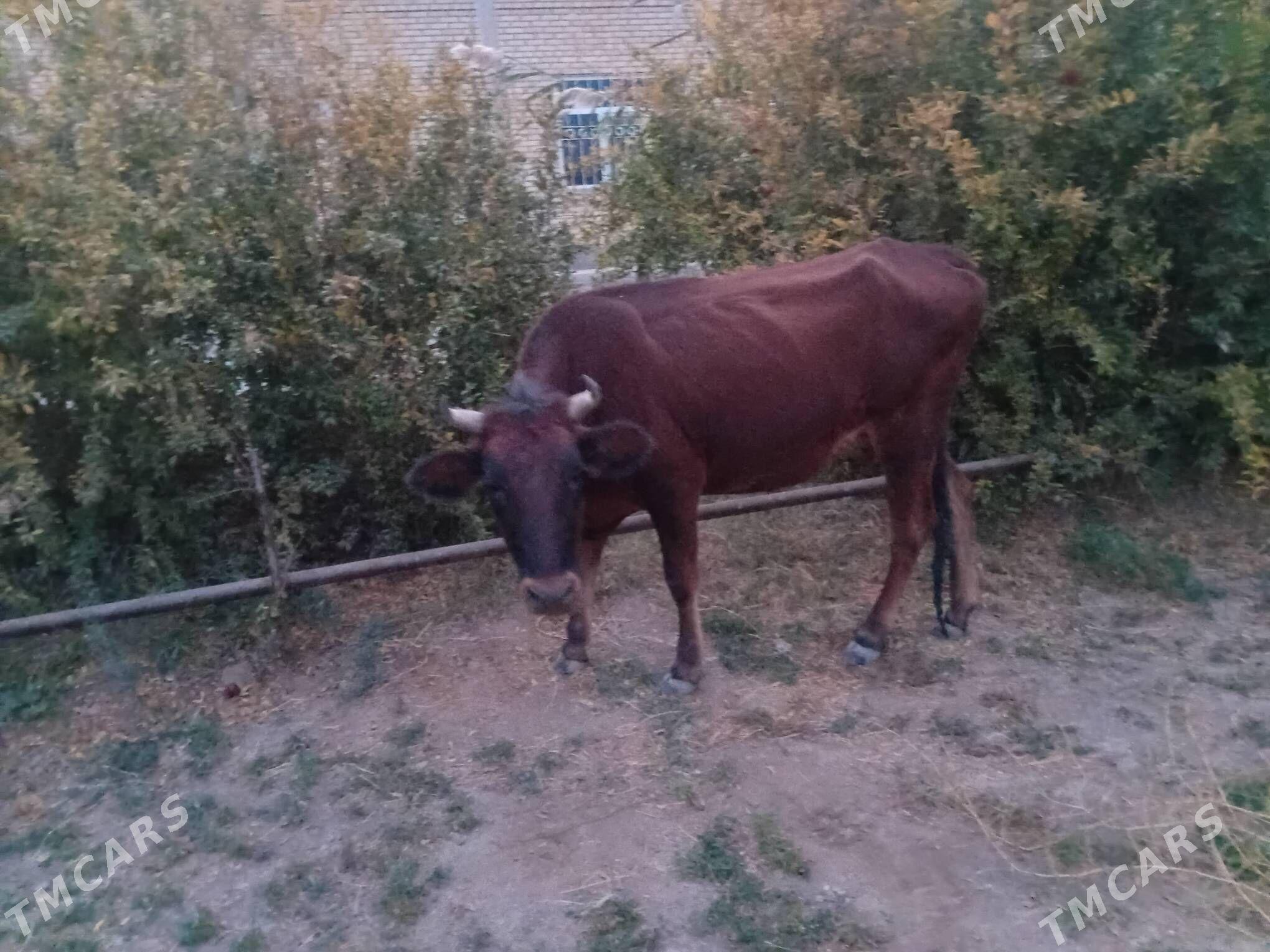 sygyr - Мары - img 3