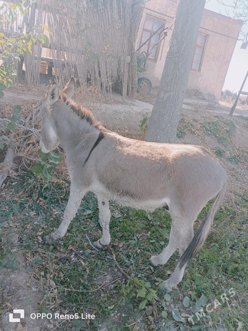 Esek - Çärjew - img 2