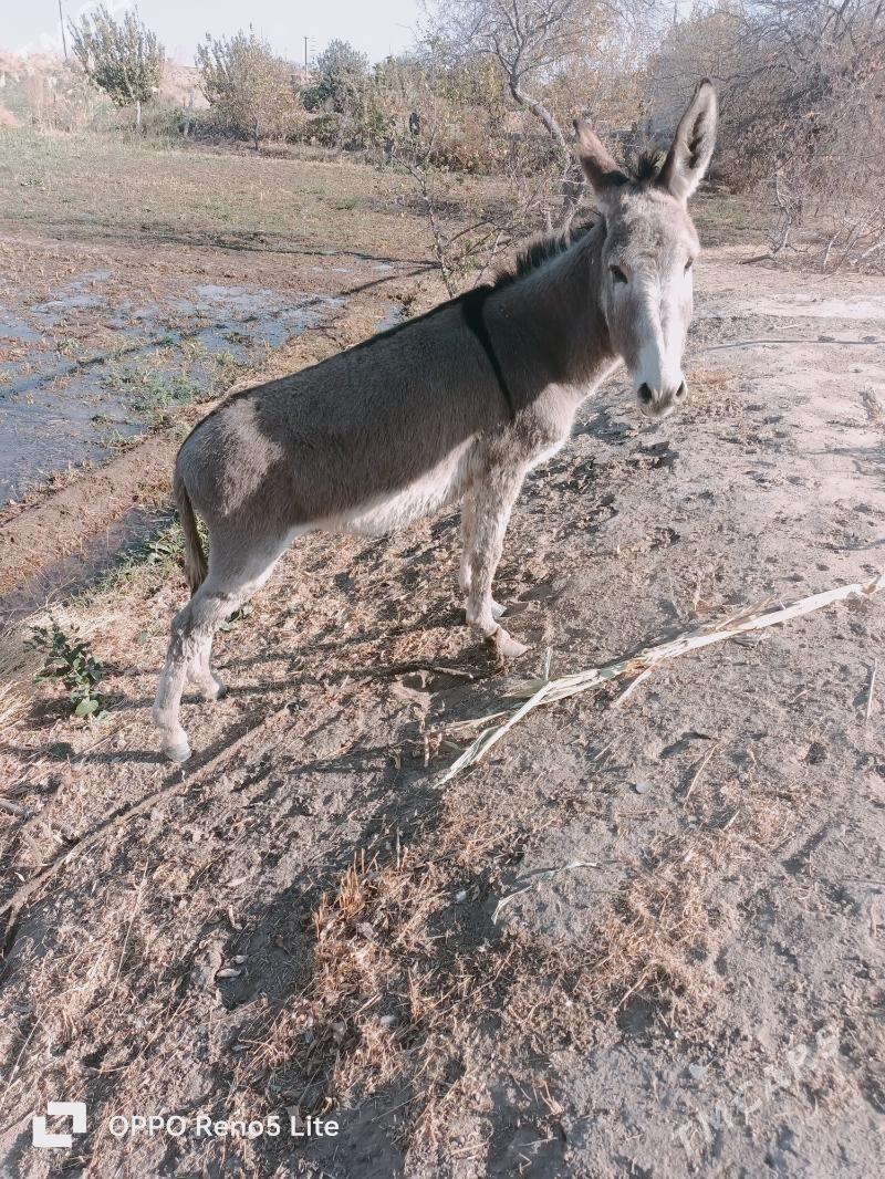 Esek - Çärjew - img 3