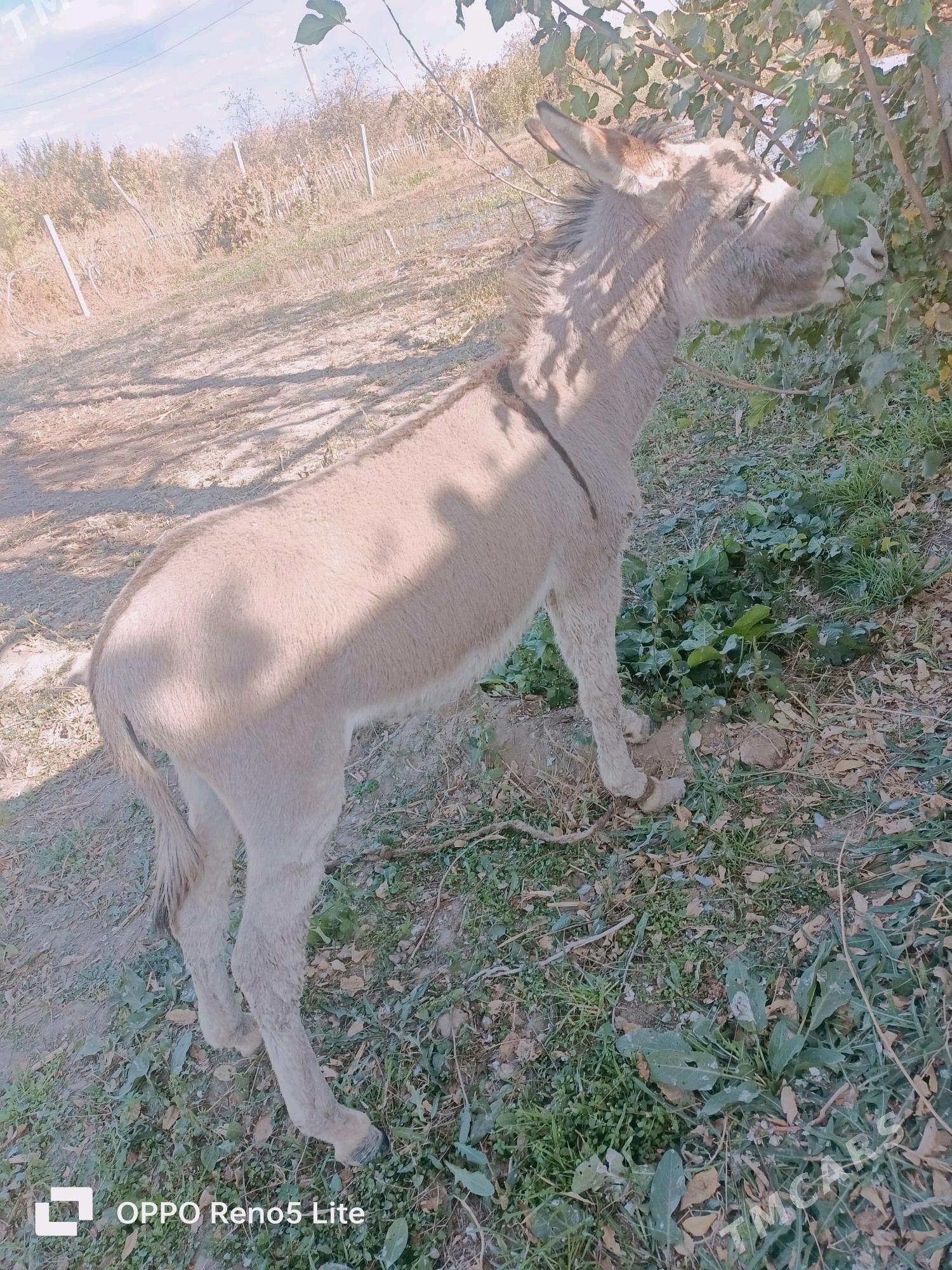 Esek - Çärjew - img 4