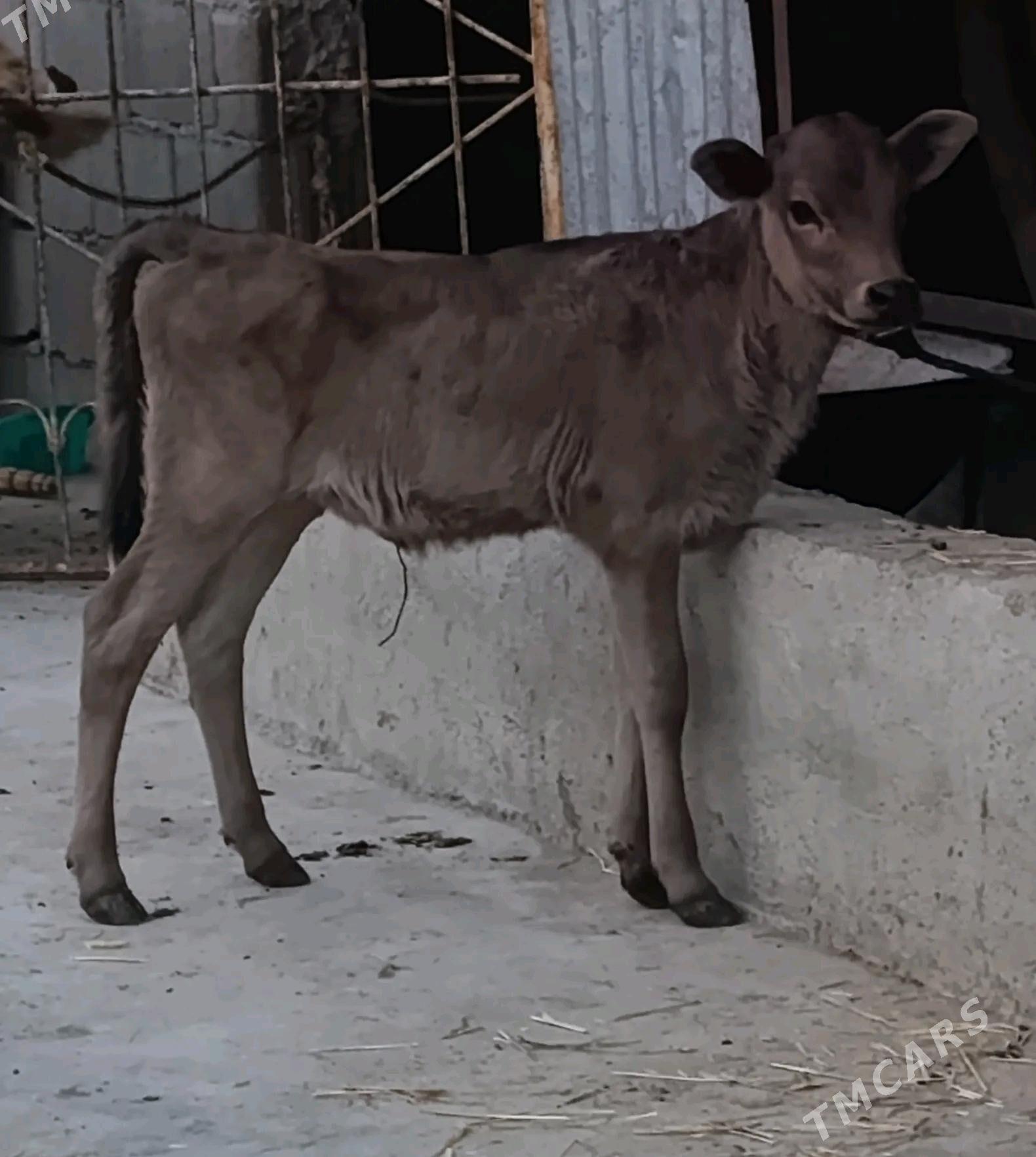 Göleli sygyr - Гумдаг - img 1