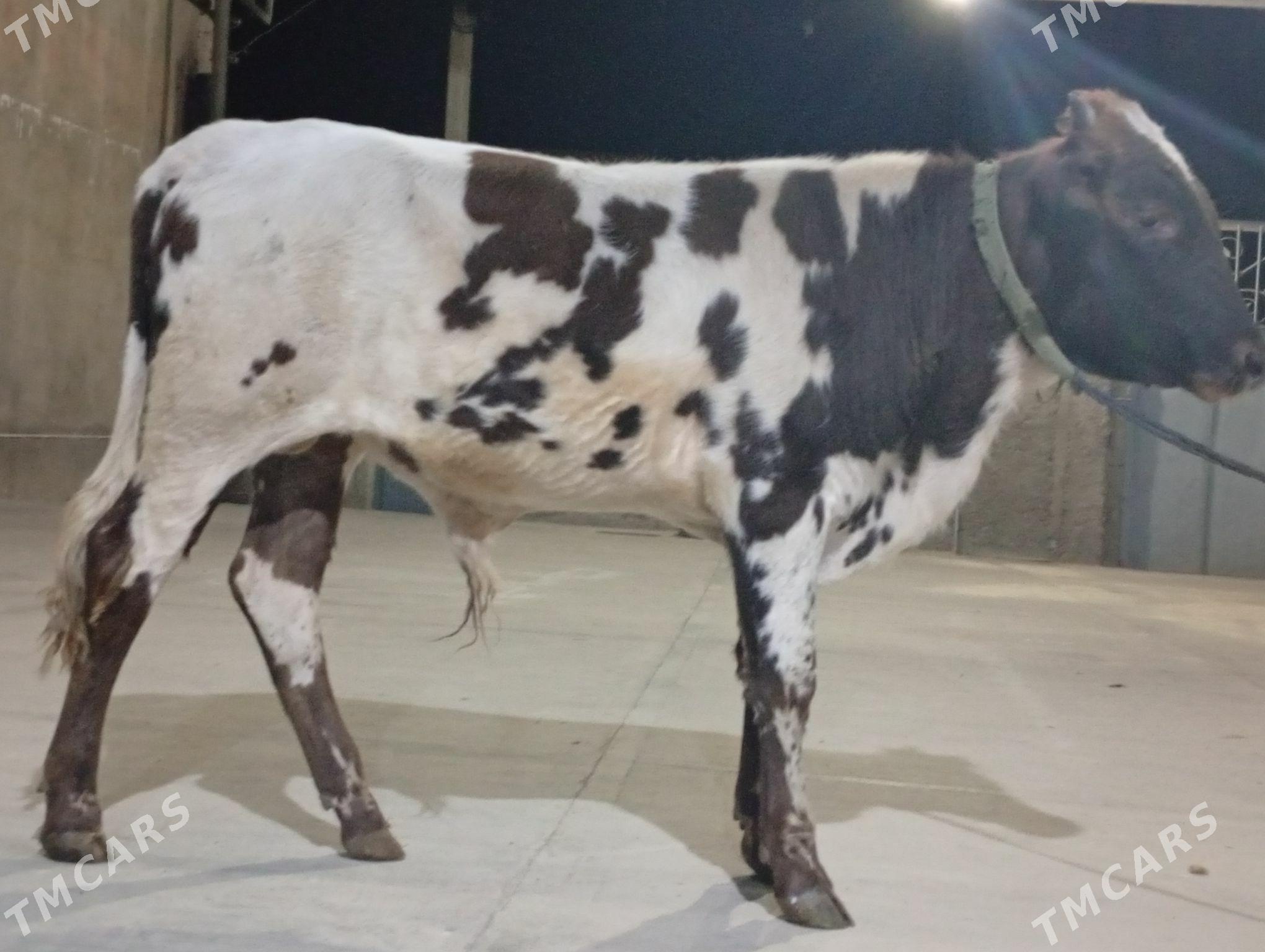 öküz - Гызыларбат - img 1