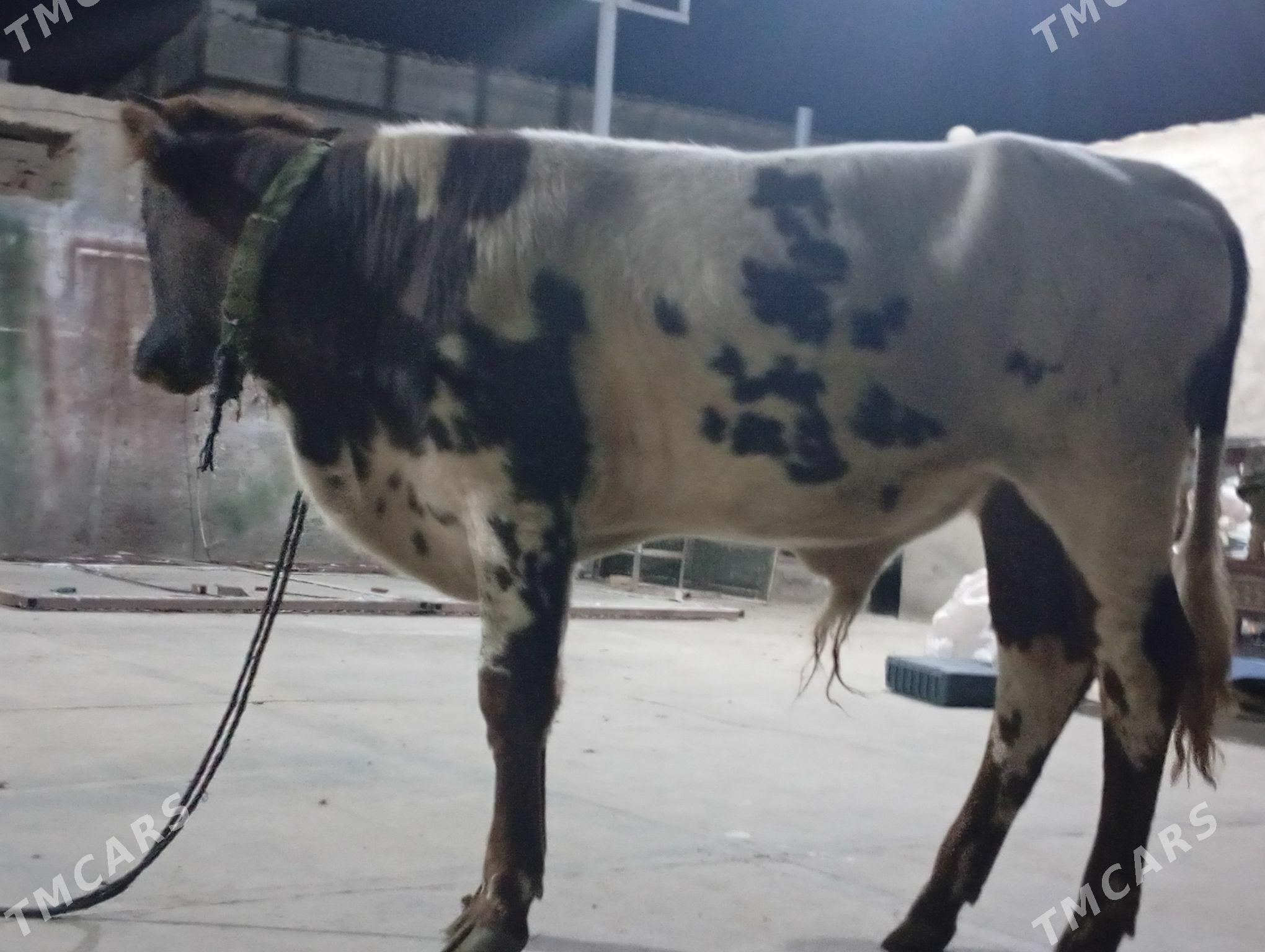 öküz - Гызыларбат - img 2