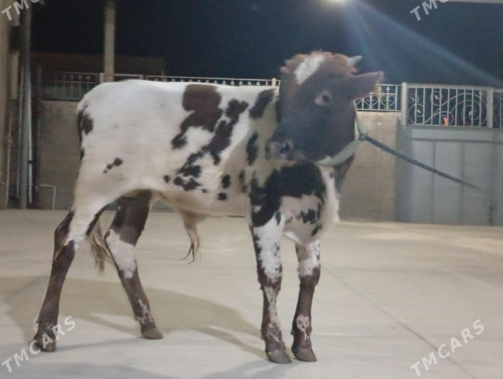 öküz - Гызыларбат - img 3