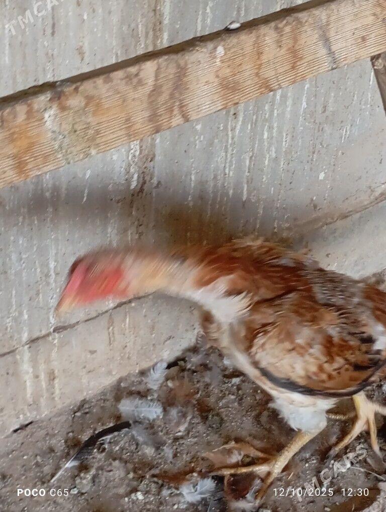 maki - Sakar - img 1