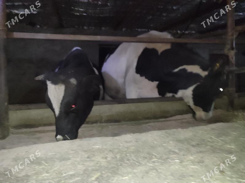 Sygyr tüwe - Бахарден - img 4