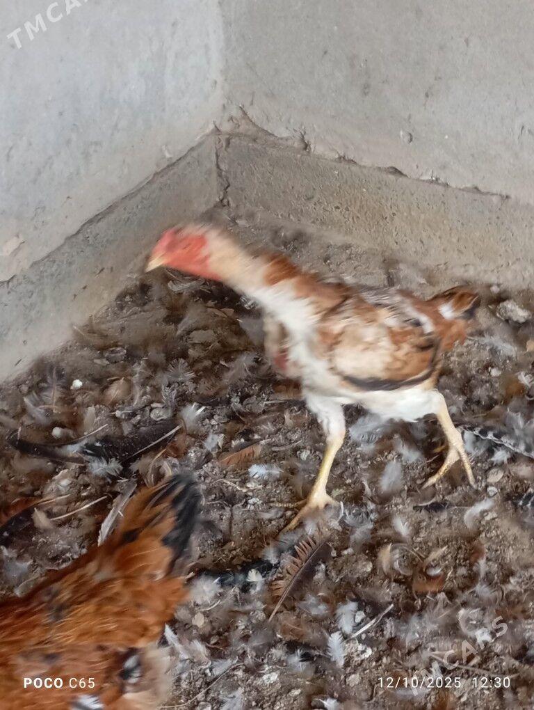 maki - Sakar - img 2