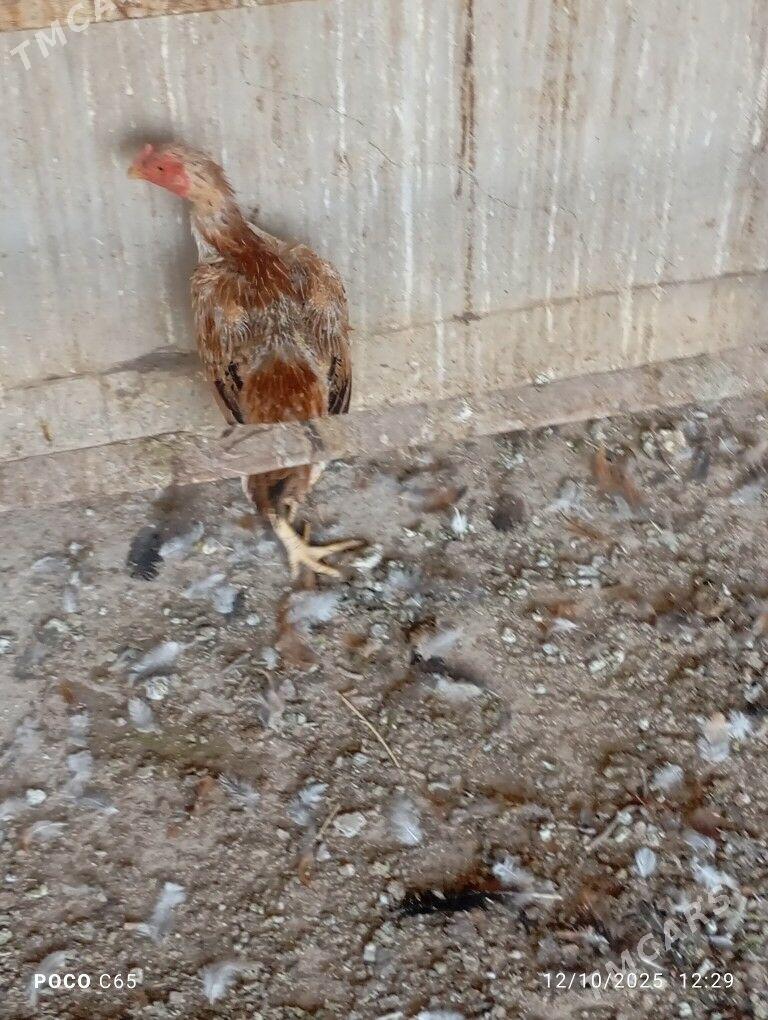 maki - Sakar - img 4