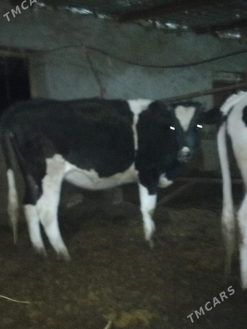 Sygyr tüwe - Бахарден - img 3