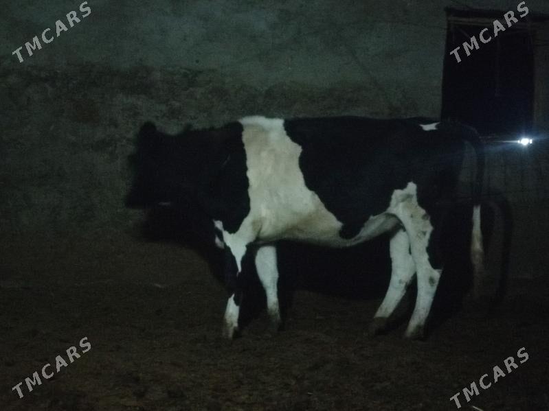 Sygyr tüwe - Бахарден - img 1