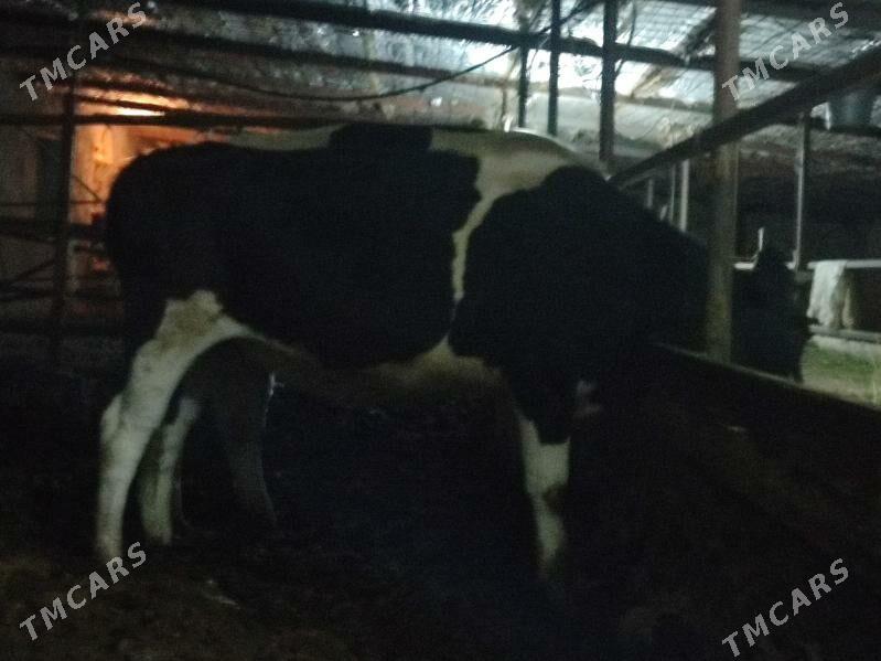 Sygyr tüwe - Бахарден - img 2