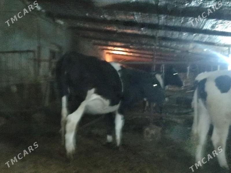 Sygyr tüwe - Бахарден - img 5