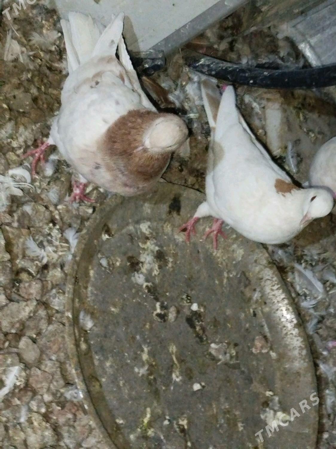 Кепдери - ул. Подвойского (Битарап Туркменистан шаёлы) - img 3