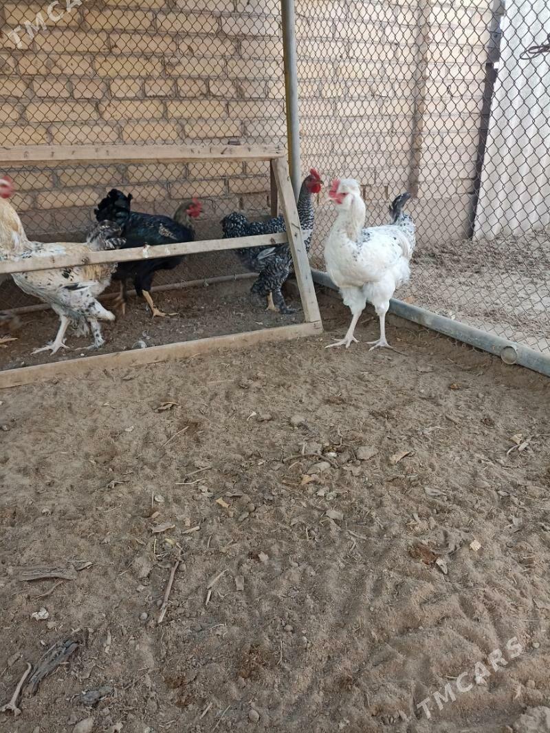 Broy Horaz - Sakar - img 4