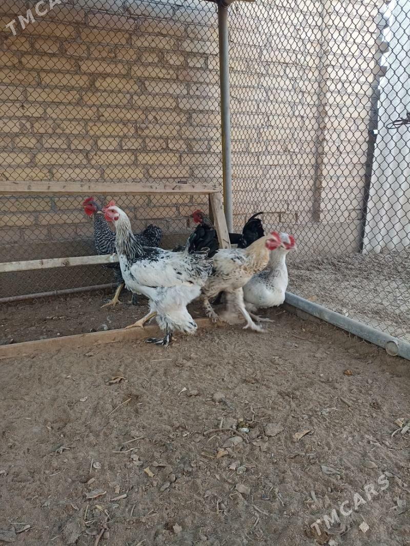 Broy Horaz - Sakar - img 2