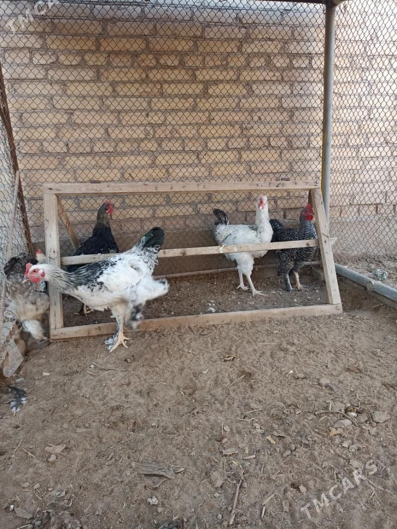 Broy Horaz - Sakar - img 3