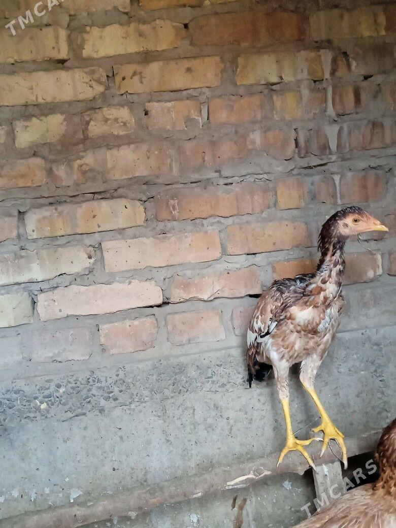 bayes - Туркменабат - img 2