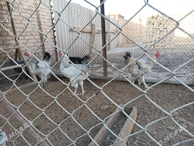 Broy Horaz - Sakar - img 5