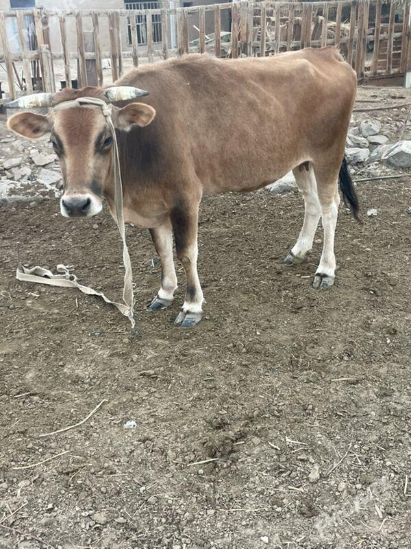 tuwe sygyr - Багир - img 2