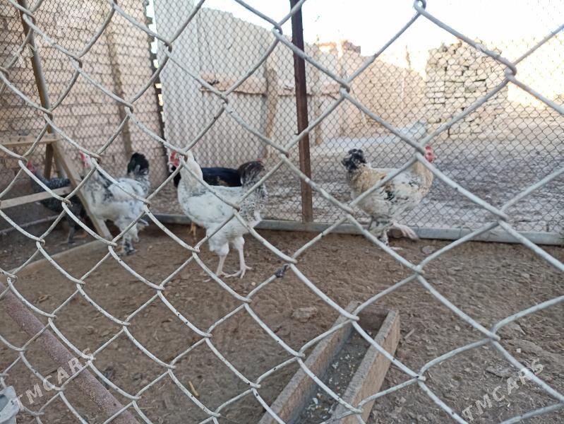 Broy Horaz - Sakar - img 6