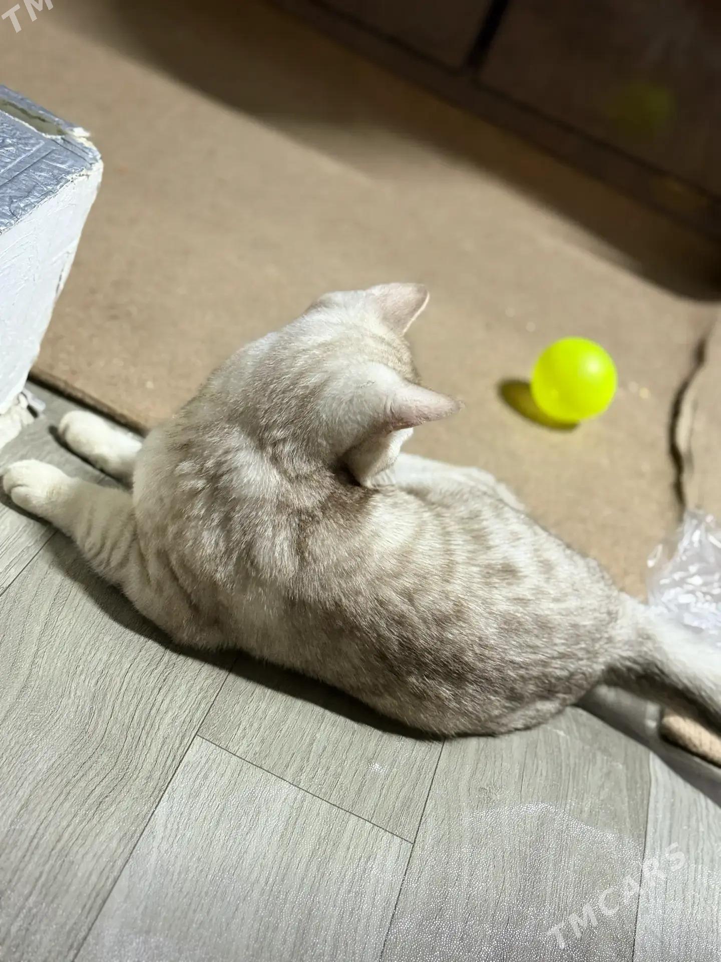 şotlan şinşila poroda - Ашхабад - img 2