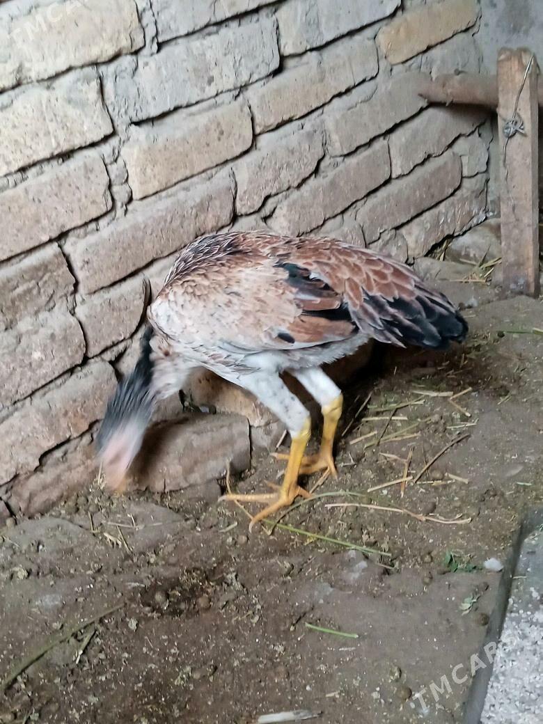 bayes - Туркменабат - img 3