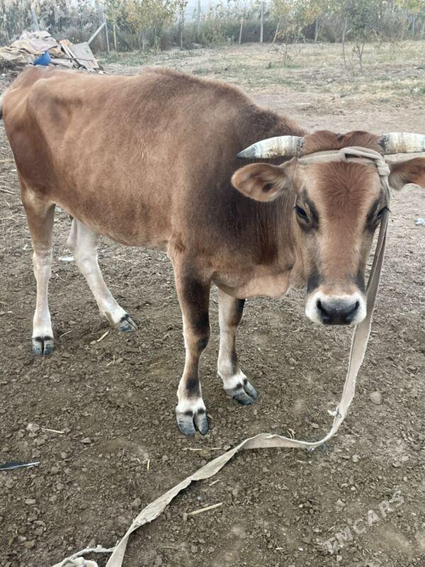 tuwe sygyr - Багир - img 1