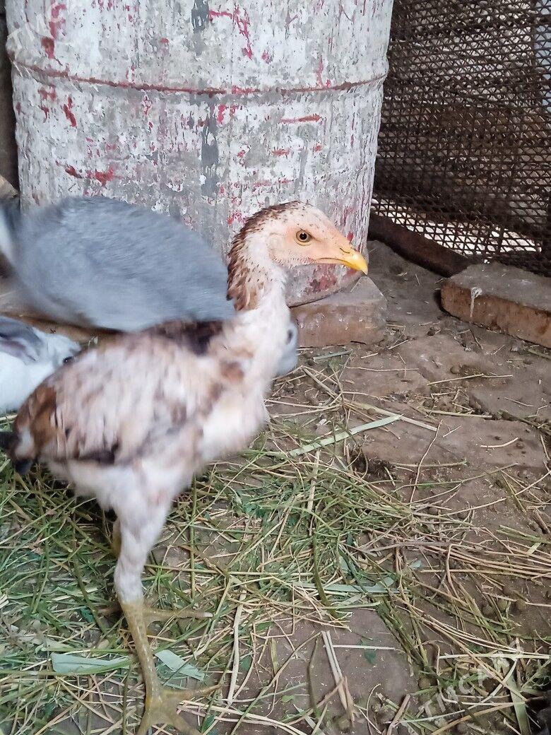 bayes - Туркменабат - img 4