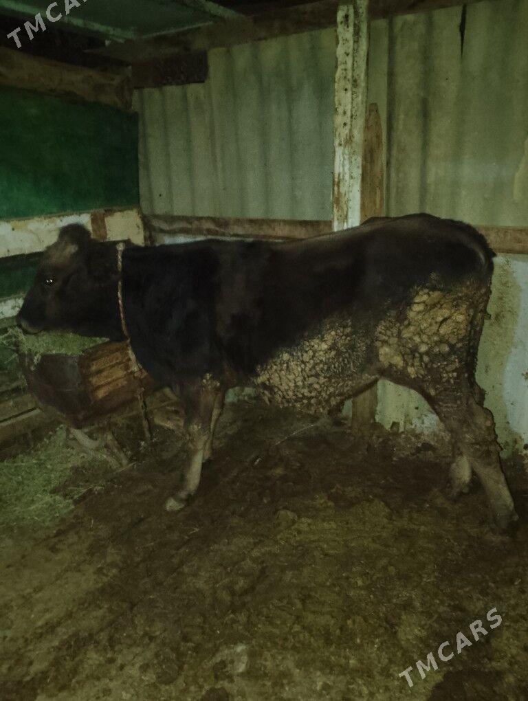 şwes okuz simetal Okuz - Бахарден - img 3