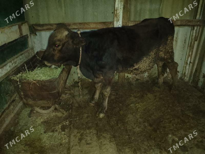 şwes okuz simetal Okuz - Бахарден - img 2