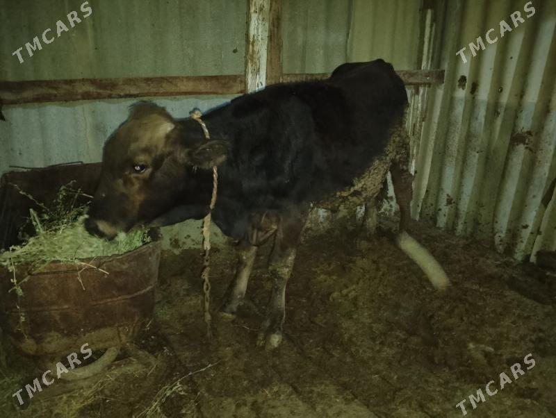 şwes okuz simetal Okuz - Бахарден - img 1