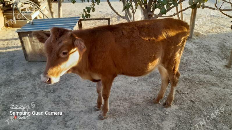 göleli sygyr - Берекет - img 2