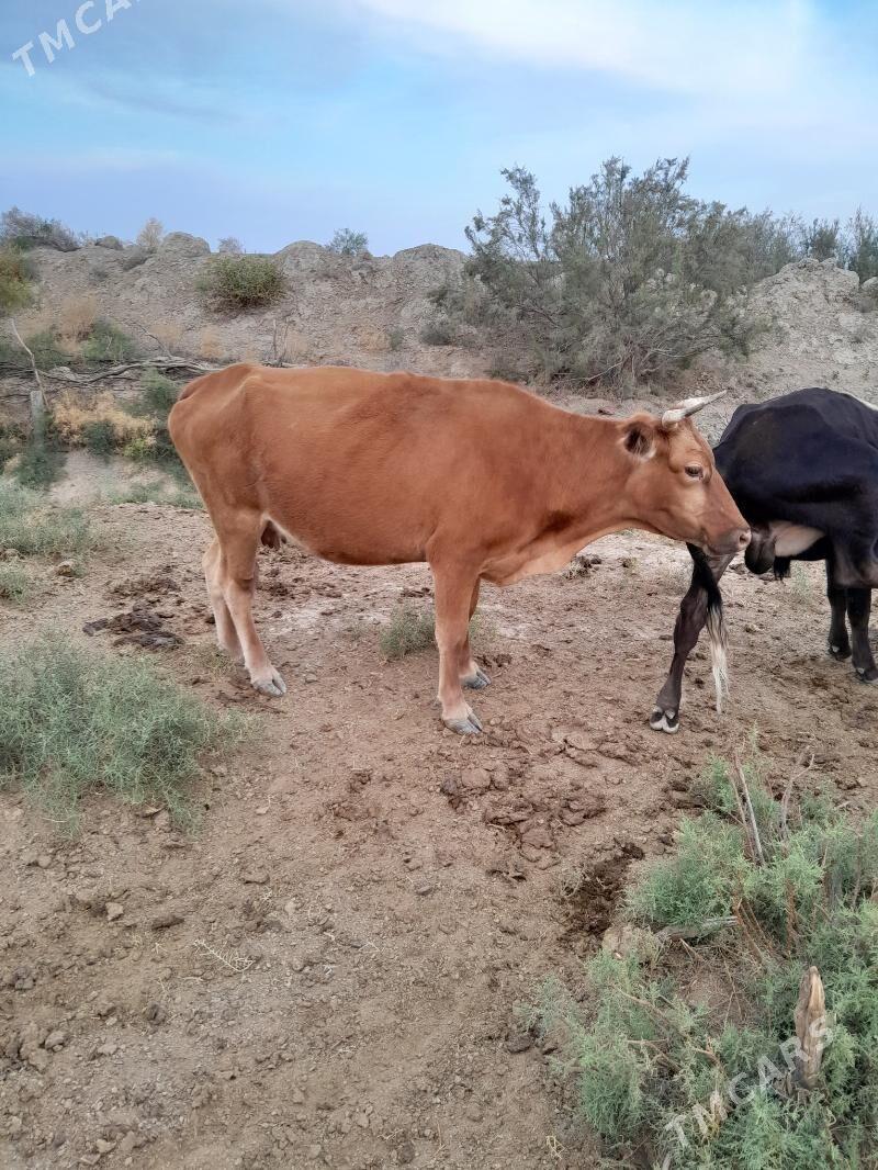 göleli sygyr - Берекет - img 3