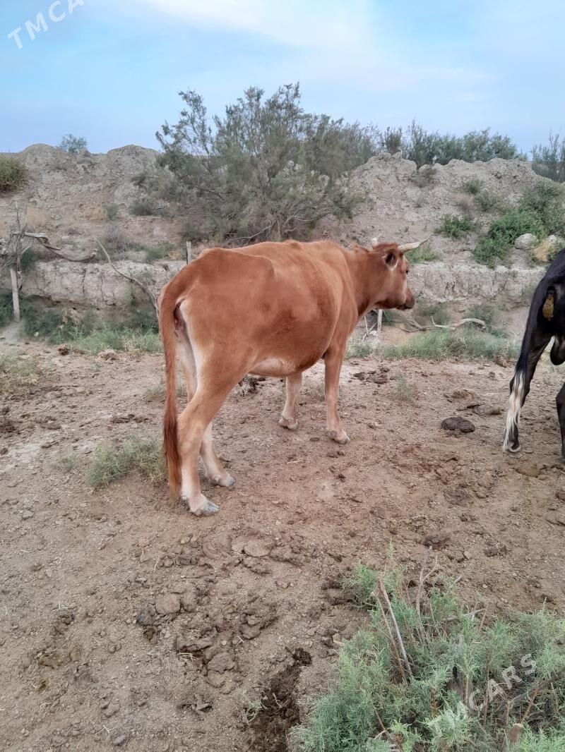 göleli sygyr - Берекет - img 4