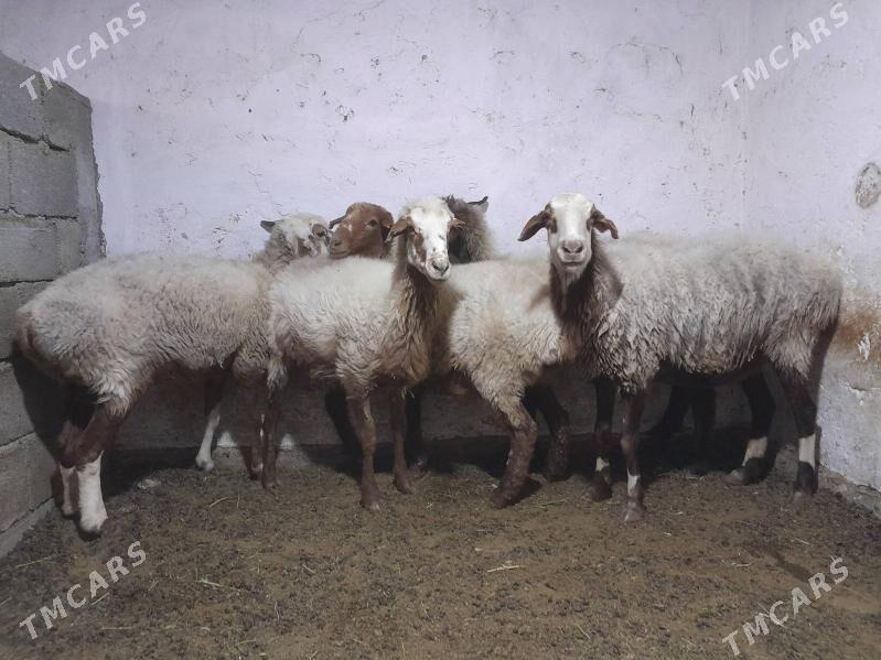 goyun - Гёкдепе - img 1