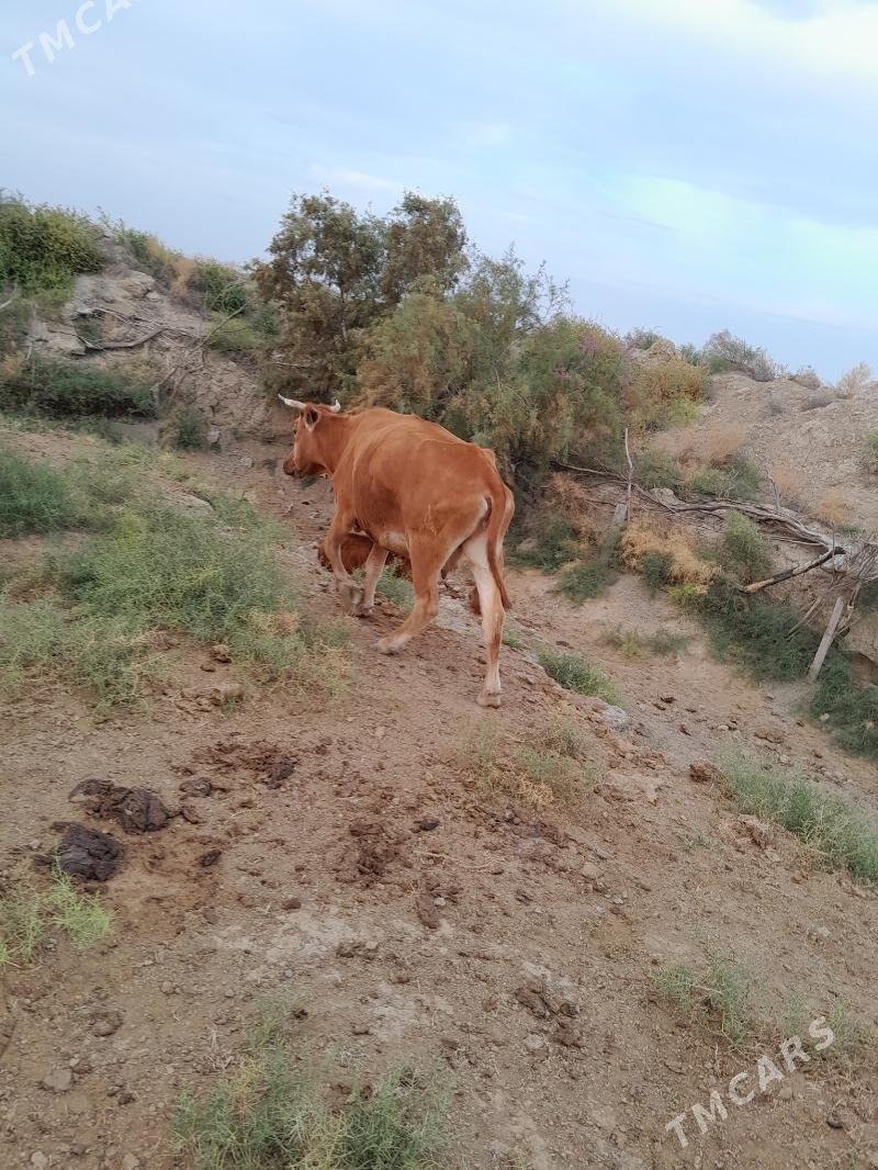 göleli sygyr - Берекет - img 5