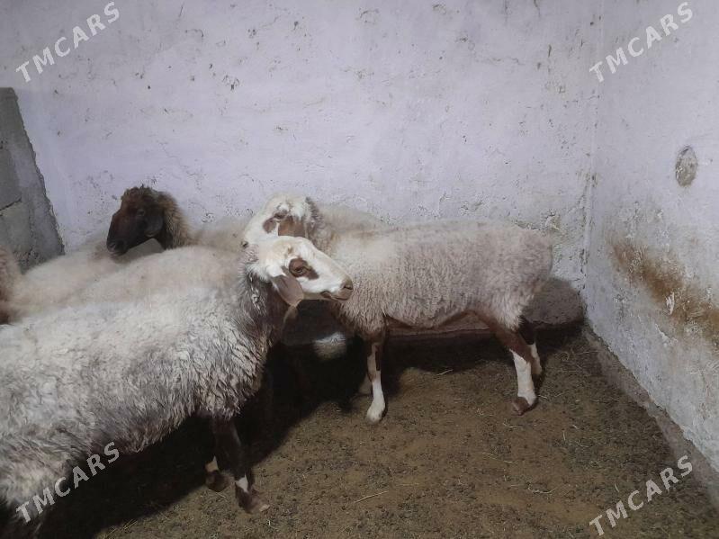 goyun - Гёкдепе - img 2