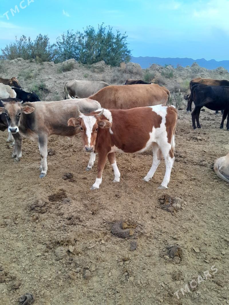 gaçar - Берекет - img 2