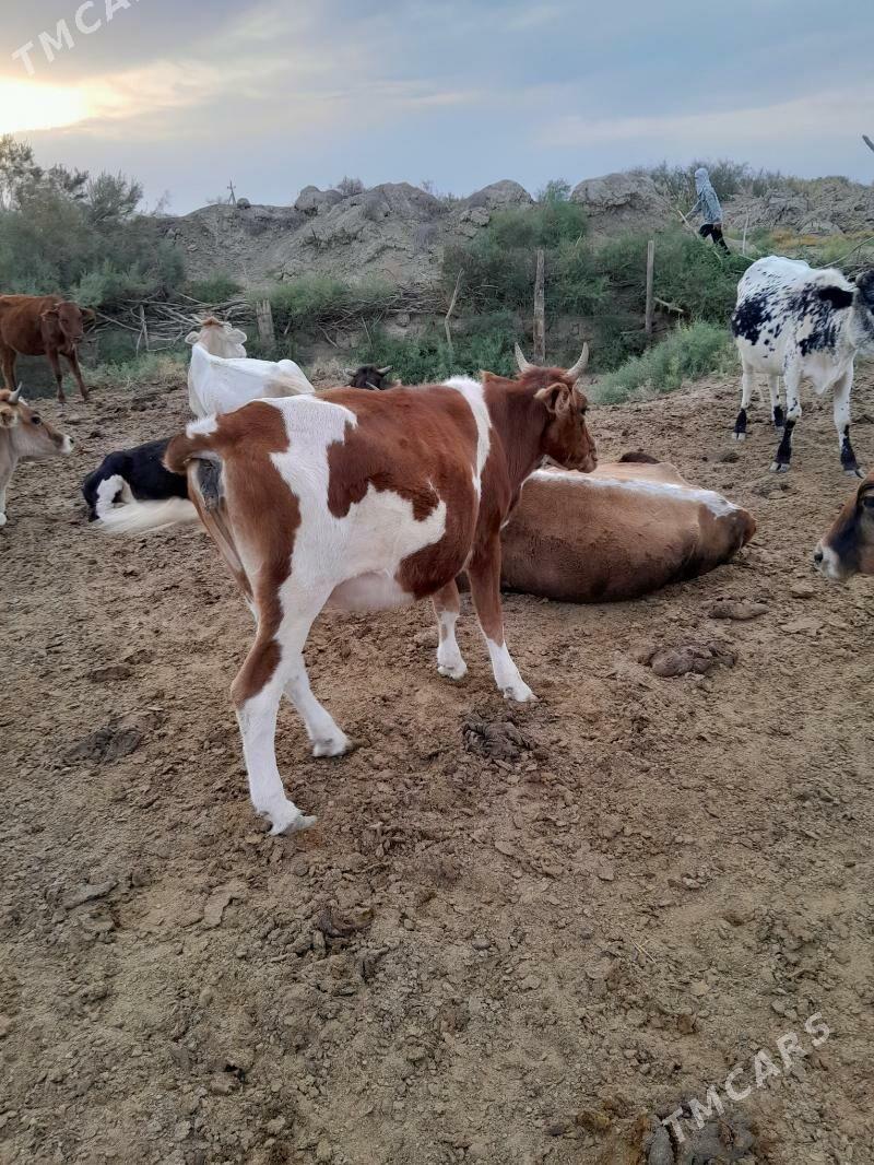 gaçar - Берекет - img 4