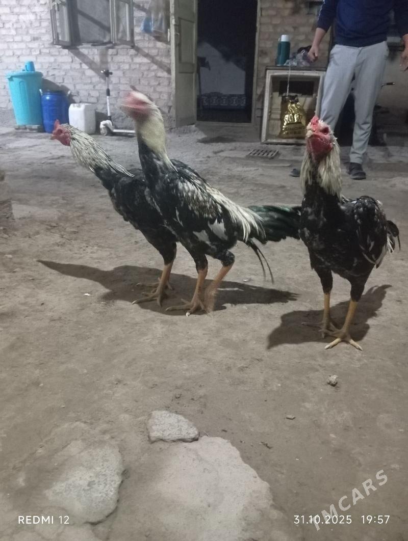 Yas baysy horazlar - Саят - img 3