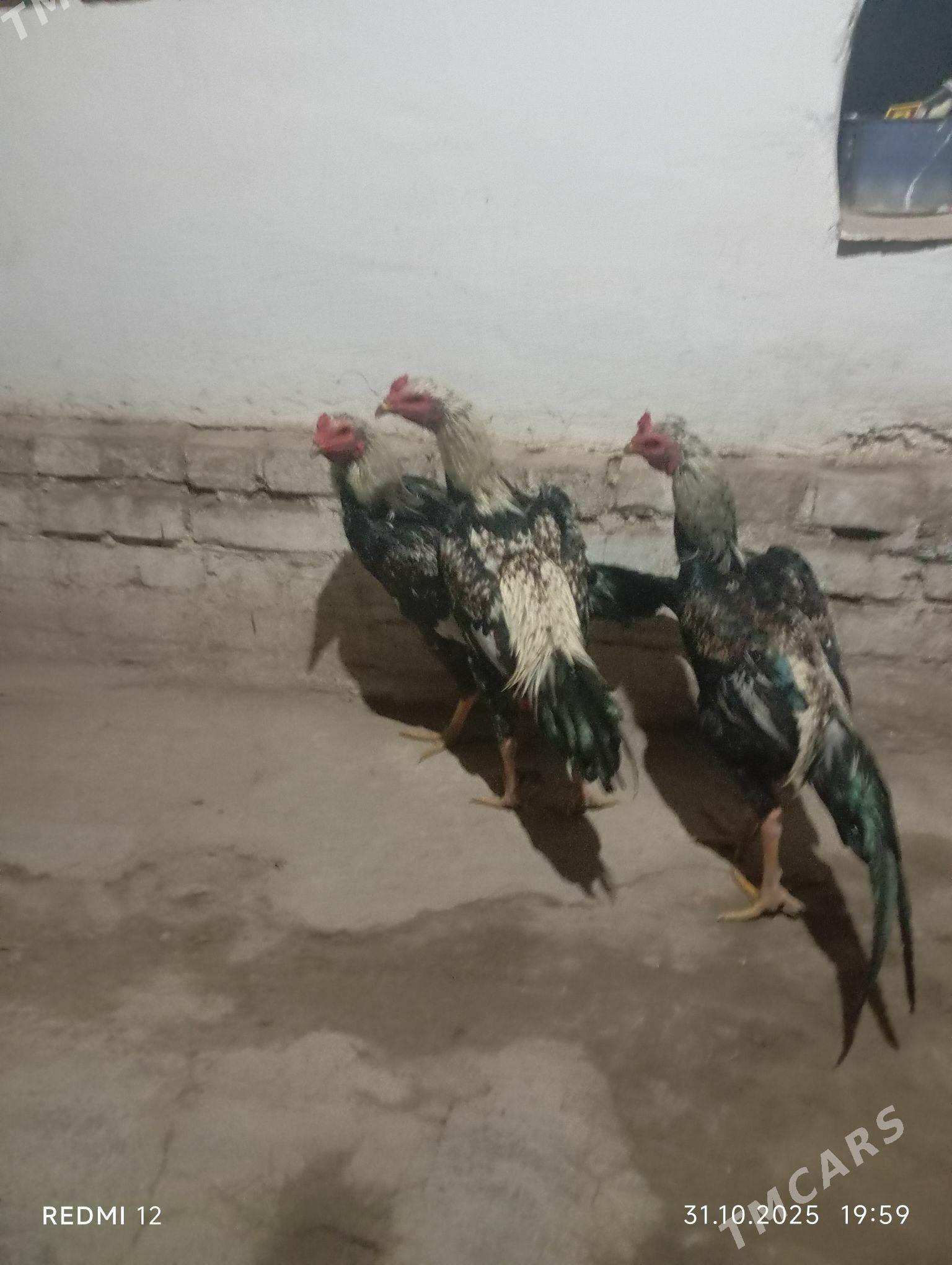 Yas baysy horazlar - Саят - img 7