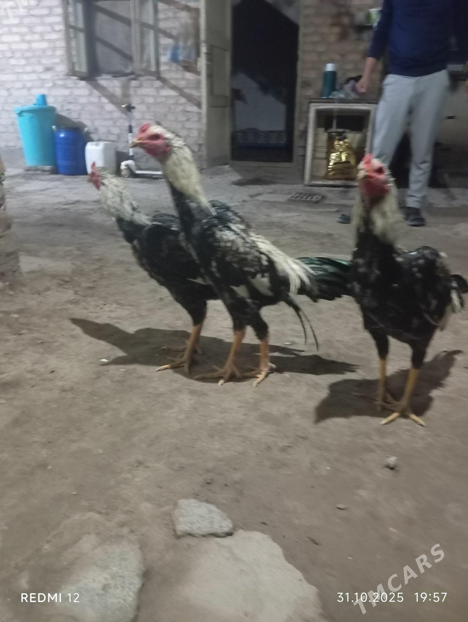 Yas baysy horazlar - Саят - img 6