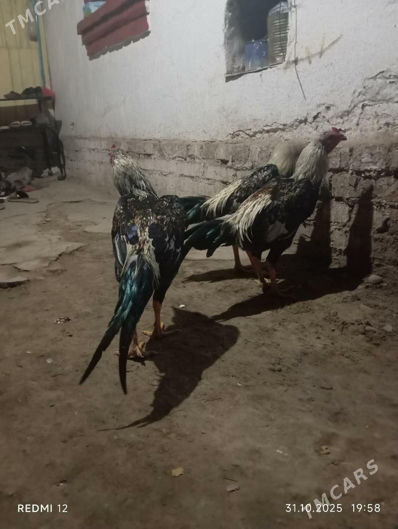 Yas baysy horazlar - Саят - img 4