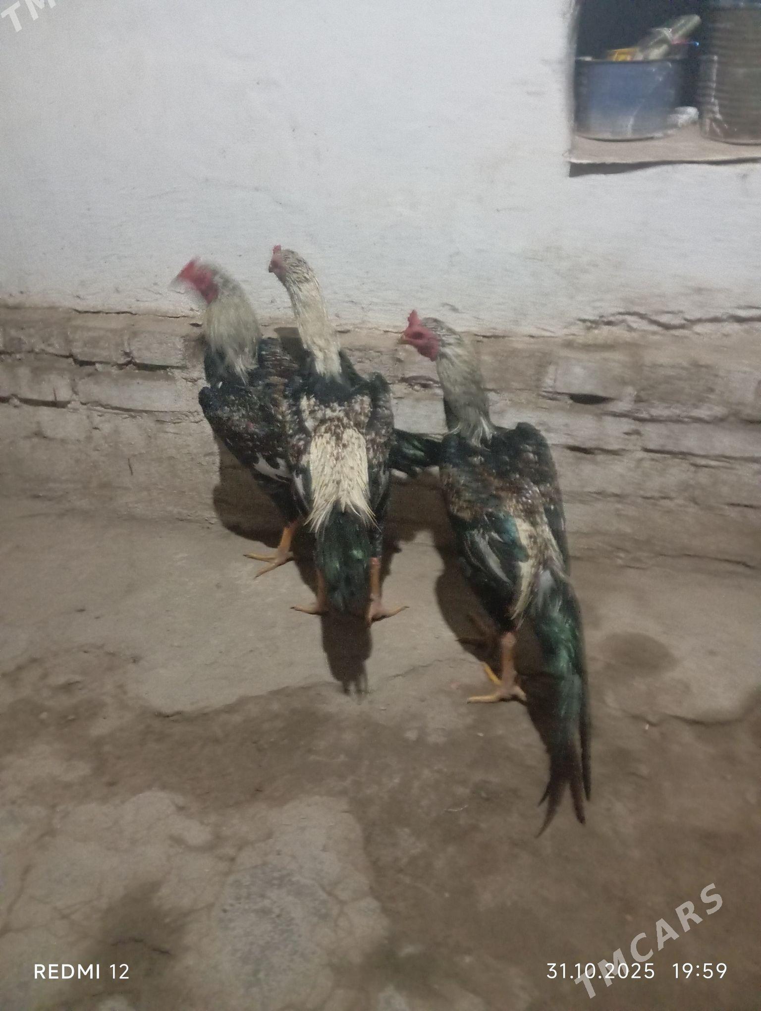 Yas baysy horazlar - Саят - img 2