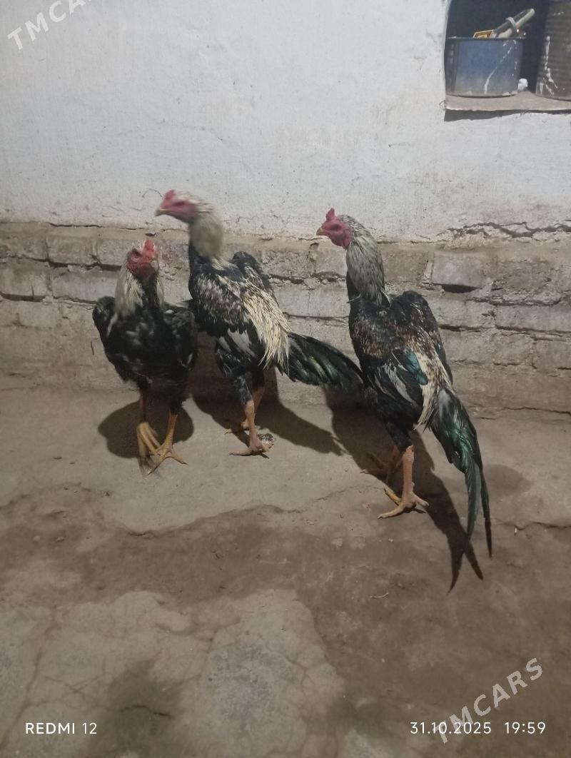 Yas baysy horazlar - Саят - img 8