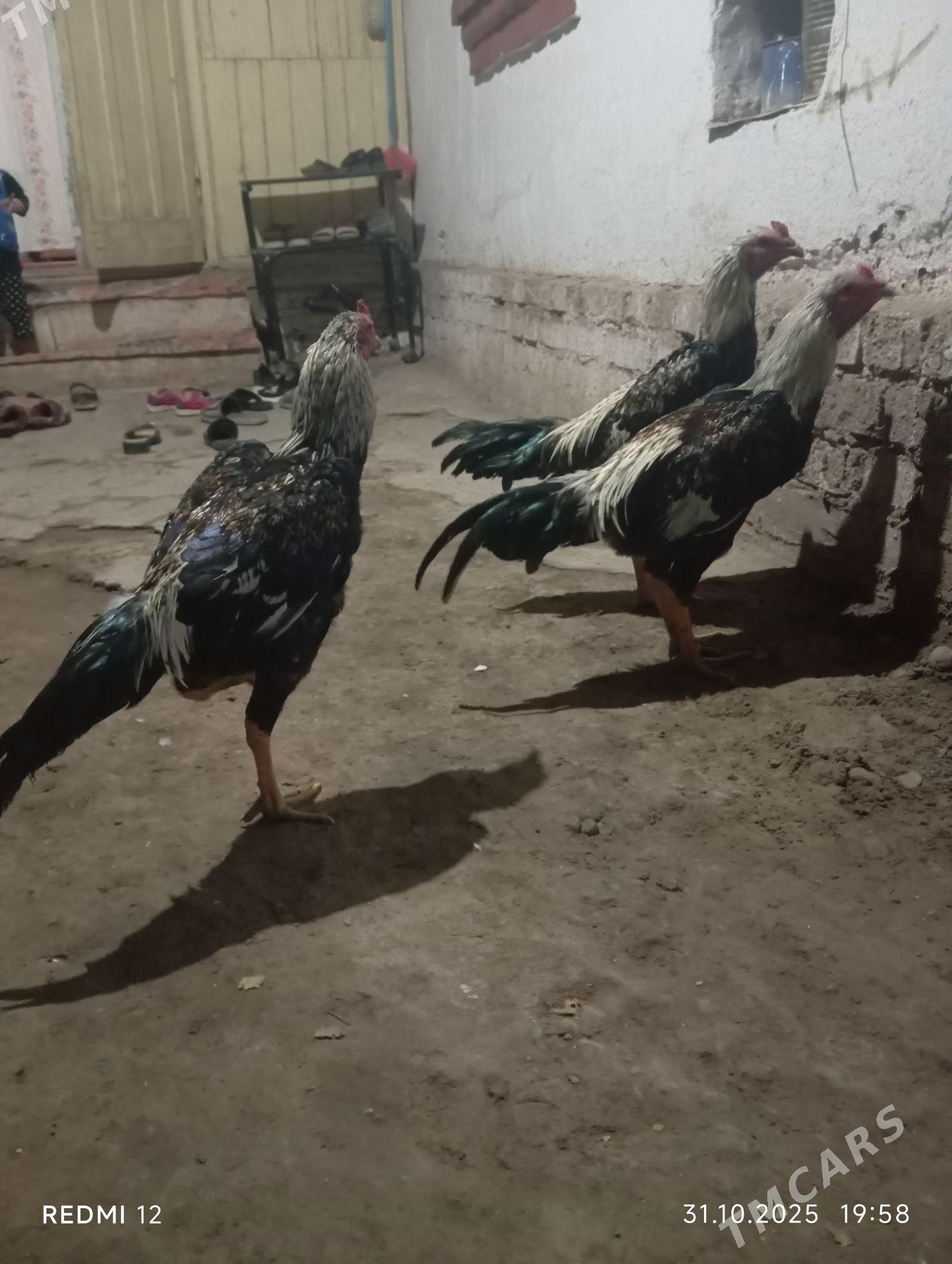 Yas baysy horazlar - Саят - img 5