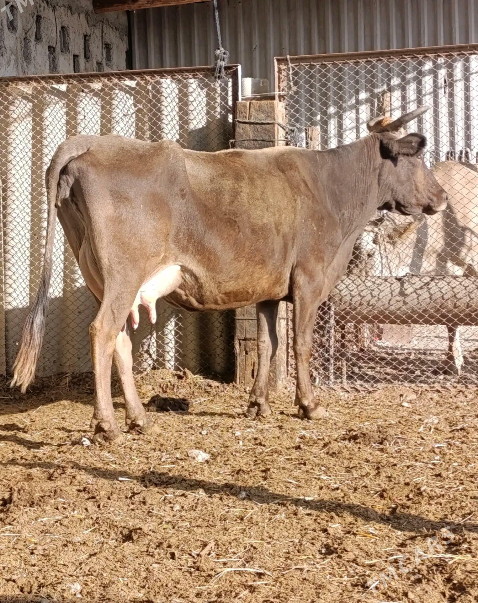 Göleli sygyr - Гумдаг - img 2