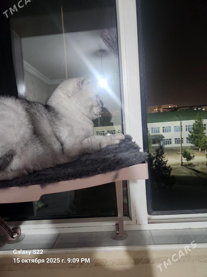 pişikler - Ашхабад - img 6