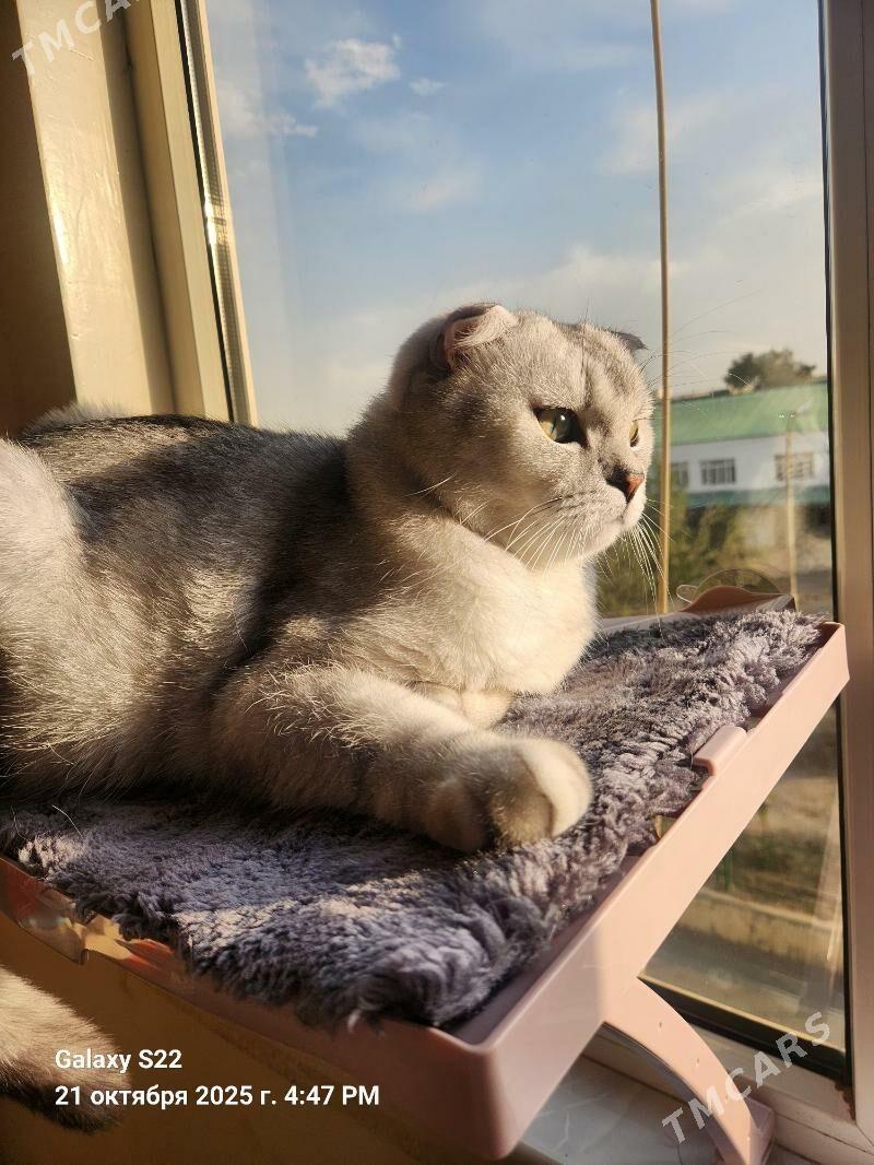 pişikler - Ашхабад - img 4