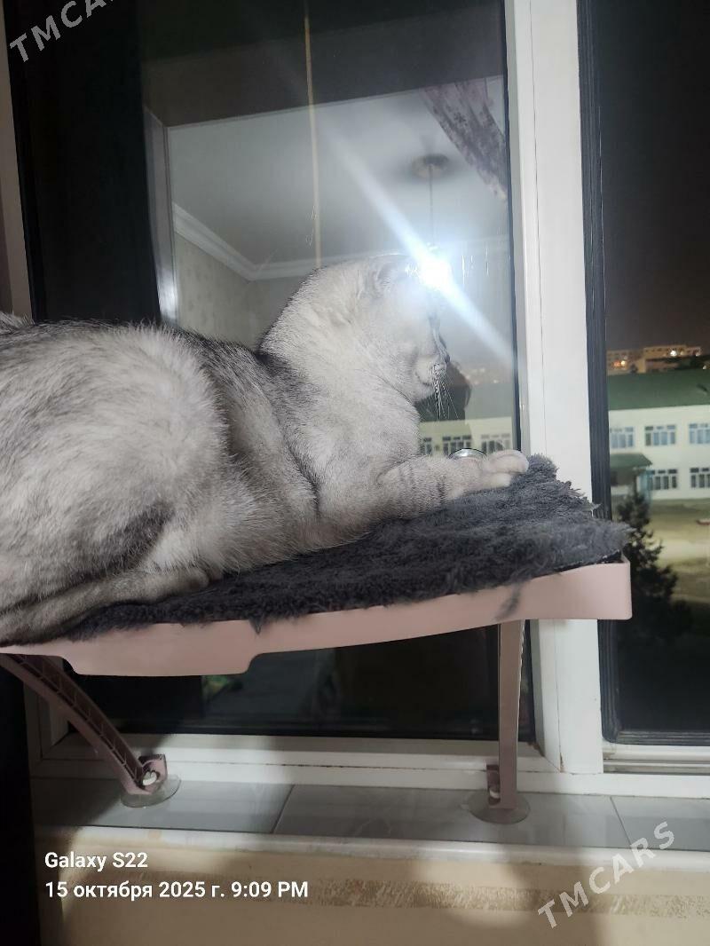 pişikler - Ашхабад - img 7